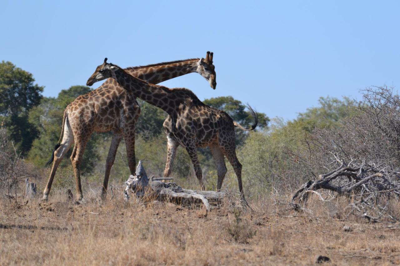 Mzsingitana Tented Camp Hotel Hoedspruit Kültér fotó