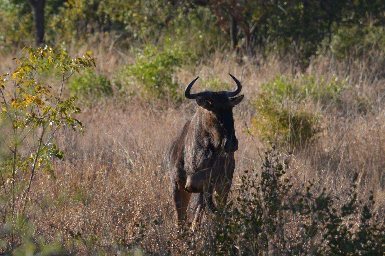 Mzsingitana Tented Camp Hotel Hoedspruit Kültér fotó