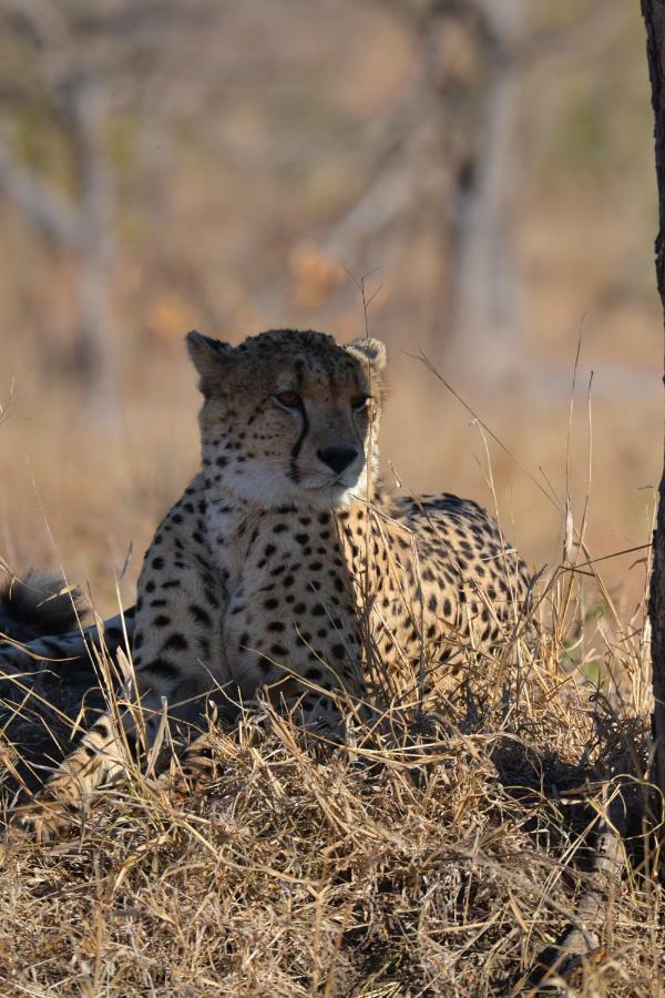 Mzsingitana Tented Camp Hotel Hoedspruit Kültér fotó