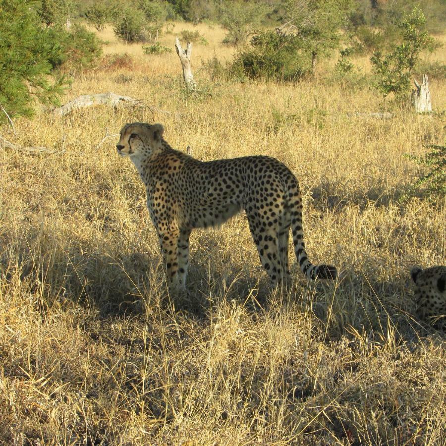 Mzsingitana Tented Camp Hotel Hoedspruit Kültér fotó