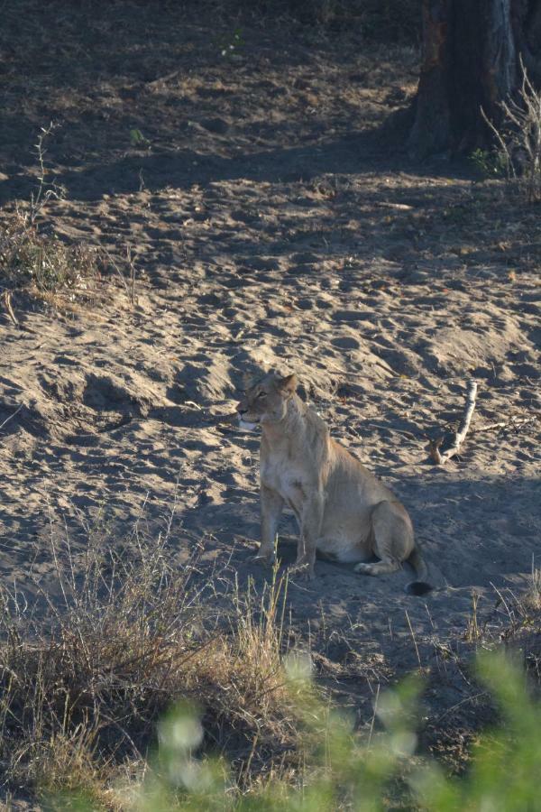 Mzsingitana Tented Camp Hotel Hoedspruit Kültér fotó