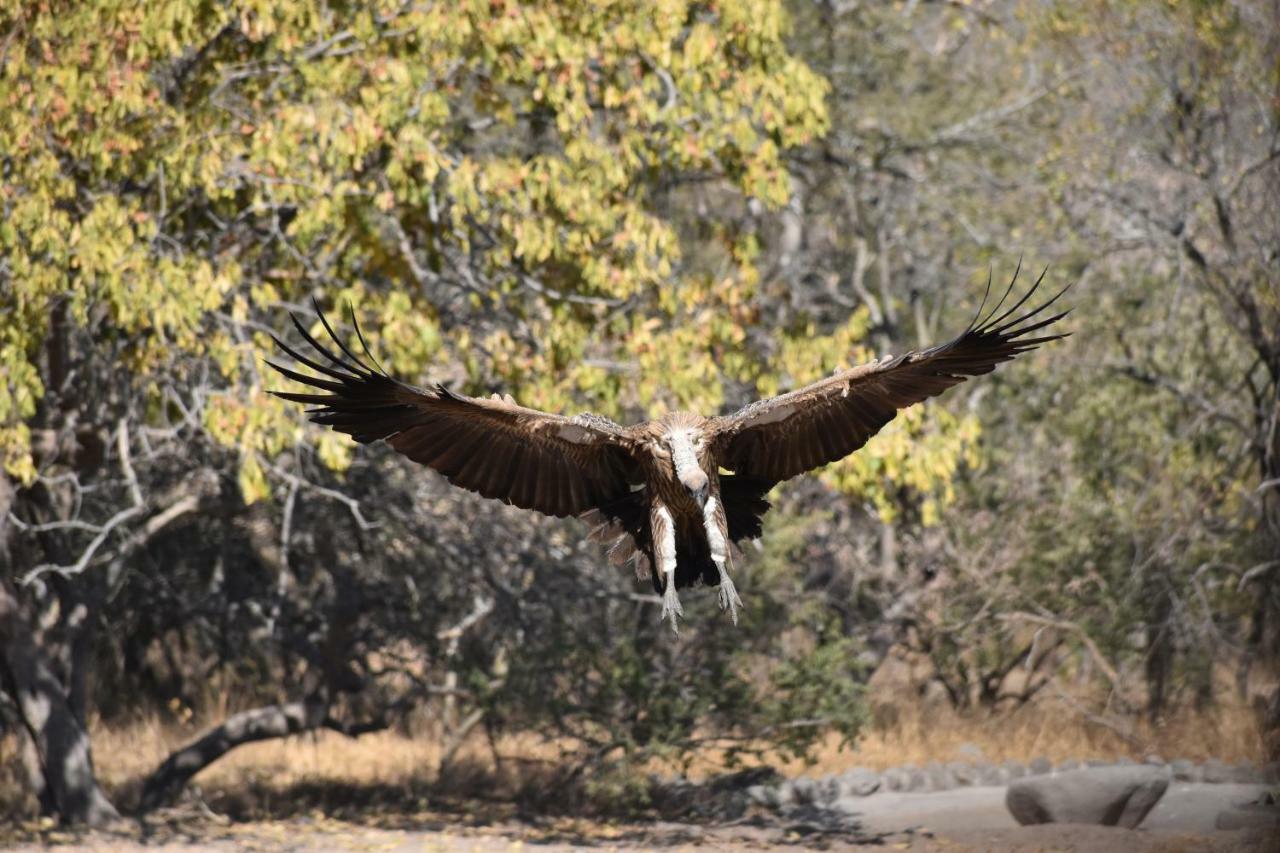 Mzsingitana Tented Camp Hotel Hoedspruit Kültér fotó