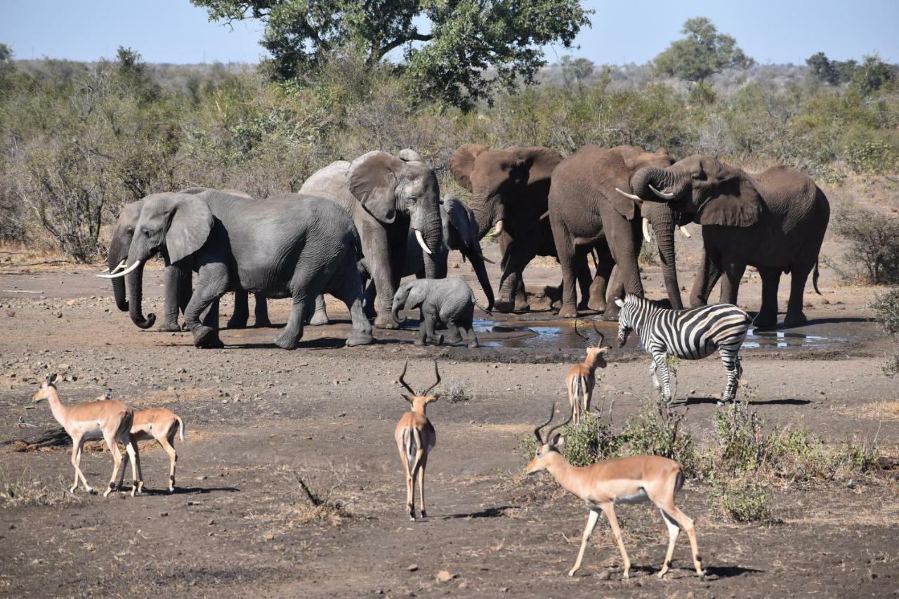 Mzsingitana Tented Camp Hotel Hoedspruit Kültér fotó