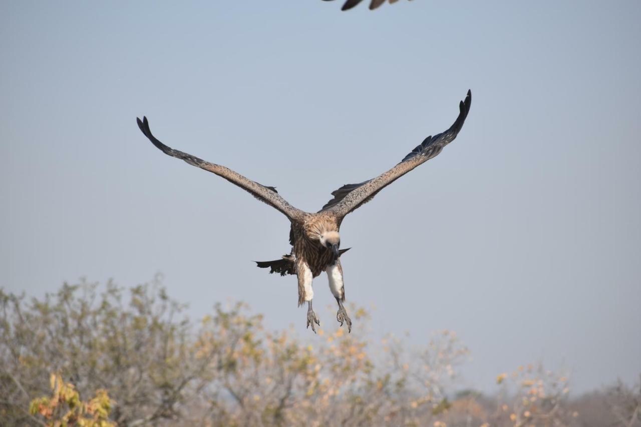 Mzsingitana Tented Camp Hotel Hoedspruit Kültér fotó