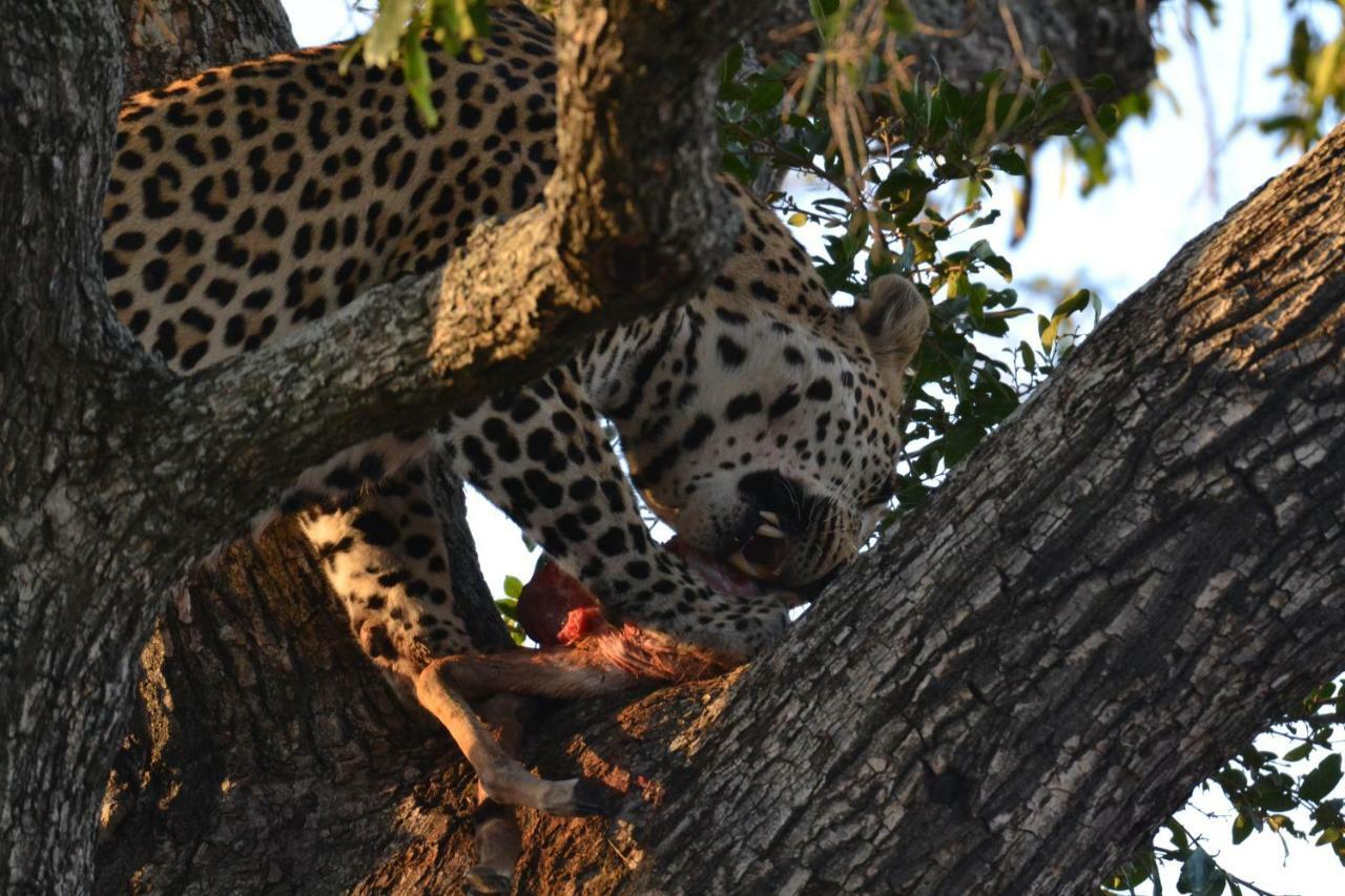 Mzsingitana Tented Camp Hotel Hoedspruit Kültér fotó