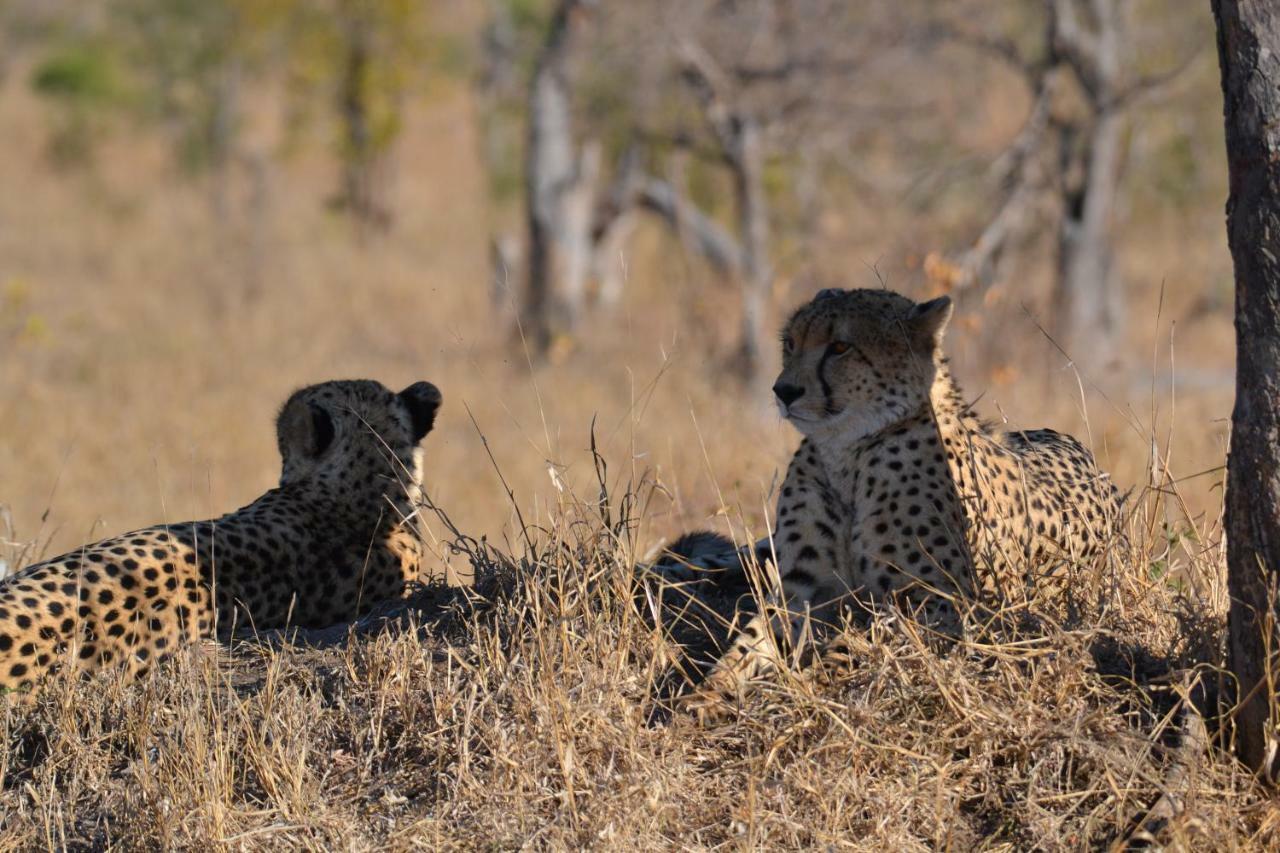 Mzsingitana Tented Camp Hotel Hoedspruit Kültér fotó