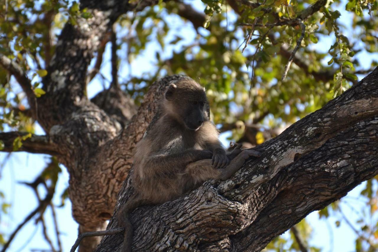 Mzsingitana Tented Camp Hotel Hoedspruit Kültér fotó